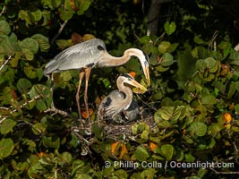 Great Blue Heron mated pair exchanging nesting material at the nest, Venice Rookery, Florida, Ardea herodias