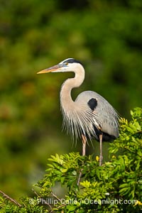 Great Blue Heron, Ardea herodias, Venice Rookery