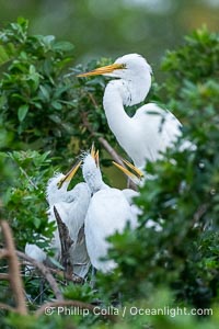 Great egret on the nest with chicks, White Egret, Ardea alba, Florida, Ardea alba, Venice Rookery