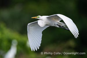 Great egret, White Egret, Ardea alba, Florida, Ardea alba, Harley Davidson Rookery, Brandon