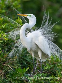 Great egret, White Egret, Ardea alba, Florida, Ardea alba, Harley Davidson Rookery, Brandon