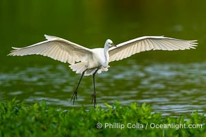 Great egret, White Egret, Ardea alba, Florida, Ardea alba, Harley Davidson Rookery, Brandon