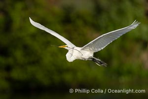 Great egret, White Egret, Ardea alba, Florida, Ardea alba, Venice Rookery