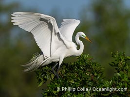 Great egret, White Egret, Ardea alba, Florida, Ardea alba, Venice Rookery