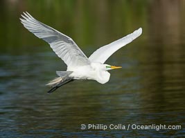 Great egret, White Egret, Ardea alba, Florida, Ardea alba, Venice Rookery