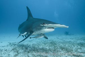 Great hammerhead shark, Sphyrna mokarran