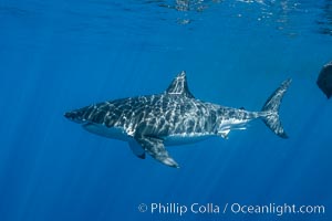 Great white shark, research identification photograph.  A great white shark is countershaded, with a dark gray dorsal color and light gray to white underside, making it more difficult for the shark's prey to see it as approaches from above or below in the water column. The particular undulations of the countershading line along its side, where gray meets white, is unique to each shark and helps researchers to identify individual sharks in capture-recapture studies. Guadalupe Island is host to a relatively large population of great white sharks who, through a history of video and photographs showing their countershading lines, are the subject of an ongoing study of shark behaviour, migration and population size, Carcharodon carcharias, Guadalupe Island (Isla Guadalupe)