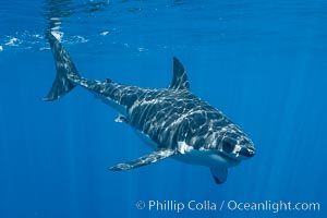 Great white shark, research identification photograph.  A great white shark is countershaded, with a dark gray dorsal color and light gray to white underside, making it more difficult for the shark's prey to see it as approaches from above or below in the water column. The particular undulations of the countershading line along its side, where gray meets white, is unique to each shark and helps researchers to identify individual sharks in capture-recapture studies. Guadalupe Island is host to a relatively large population of great white sharks who, through a history of video and photographs showing their countershading lines, are the subject of an ongoing study of shark behaviour, migration and population size, Carcharodon carcharias, Guadalupe Island (Isla Guadalupe)