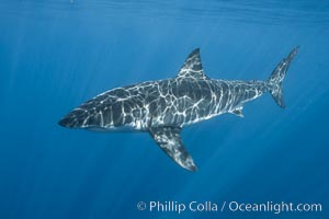 Great white shark, research identification photograph.  A great white shark is countershaded, with a dark gray dorsal color and light gray to white underside, making it more difficult for the shark's prey to see it as approaches from above or below in the water column. The particular undulations of the countershading line along its side, where gray meets white, is unique to each shark and helps researchers to identify individual sharks in capture-recapture studies. Guadalupe Island is host to a relatively large population of great white sharks who, through a history of video and photographs showing their countershading lines, are the subject of an ongoing study of shark behaviour, migration and population size, Carcharodon carcharias, Guadalupe Island (Isla Guadalupe)