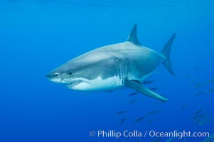 A great white shark underwater.  A large great white shark cruises the clear oceanic waters of Guadalupe Island (Isla Guadalupe), Carcharodon carcharias