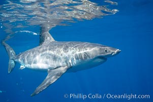 A great white shark swims through the clear waters of Isla Guadalupe, far offshore of the Pacific Coast of Mexico's Baja California. Guadalupe Island is host to a concentration of large great white sharks, which visit the island to feed on pinnipeds and use it as a staging area before journeying farther into the Pacific ocean, Carcharodon carcharias, Guadalupe Island (Isla Guadalupe)