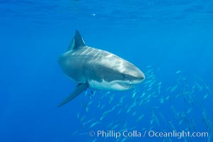 A great white shark underwater.  A large great white shark cruises the clear oceanic waters of Guadalupe Island (Isla Guadalupe), Carcharodon carcharias