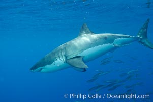 A great white shark underwater.  A large great white shark cruises the clear oceanic waters of Guadalupe Island (Isla Guadalupe), Carcharodon carcharias