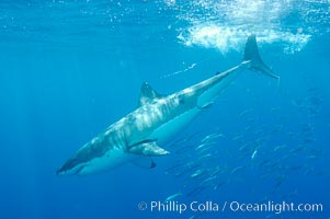 A great white shark underwater.  A large great white shark cruises the clear oceanic waters of Guadalupe Island (Isla Guadalupe), Carcharodon carcharias