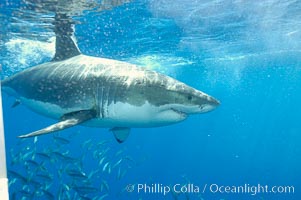 A great white shark underwater.  A large great white shark cruises the clear oceanic waters of Guadalupe Island (Isla Guadalupe), Carcharodon carcharias