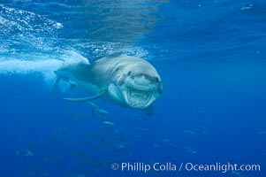 A great white shark underwater.  A large great white shark cruises the clear oceanic waters of Guadalupe Island (Isla Guadalupe), Carcharodon carcharias