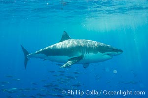 A great white shark underwater.  A large great white shark cruises the clear oceanic waters of Guadalupe Island (Isla Guadalupe), Carcharodon carcharias