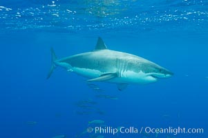 A great white shark underwater.  A large great white shark cruises the clear oceanic waters of Guadalupe Island (Isla Guadalupe), Carcharodon carcharias