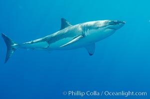 A great white shark underwater.  A large great white shark cruises the clear oceanic waters of Guadalupe Island (Isla Guadalupe), Carcharodon carcharias