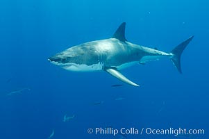 A great white shark underwater.  A large great white shark cruises the clear oceanic waters of Guadalupe Island (Isla Guadalupe), Carcharodon carcharias