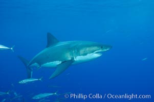 A great white shark underwater.  A large great white shark cruises the clear oceanic waters of Guadalupe Island (Isla Guadalupe), Carcharodon carcharias