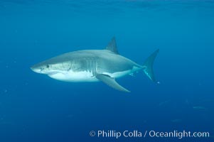 A great white shark underwater.  A large great white shark cruises the clear oceanic waters of Guadalupe Island (Isla Guadalupe), Carcharodon carcharias