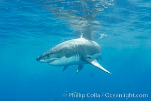 A great white shark underwater.  A large great white shark cruises the clear oceanic waters of Guadalupe Island (Isla Guadalupe), Carcharodon carcharias