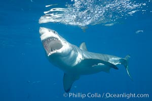 underwater shark photography