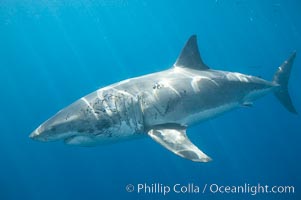 A great white shark shows scarring on the left side of its body, almost certainly the result of bites from another white shark.  Certain formidable prey, such as huge elephant seals who have claws and large jaws, can also inflict injuries on the shark during the course of an attack.  Such injuries, especially to the eyes or gills, could be fatal to the shark. In this case the shark has survived its injuries and the resulting scars are helping researchers identify this shark, Carcharodon carcharias, Guadalupe Island (Isla Guadalupe)