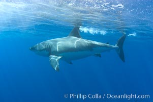 A great white shark swims at the surface with its dorsal fin above water, Carcharodon carcharias, Guadalupe Island (Isla Guadalupe)
