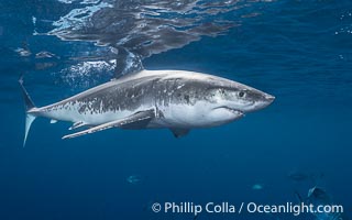 Great White Shark, South Neptune Islands, South Australia, Carcharodon carcharias