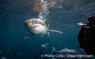 Great White Shark, South Neptune Islands, South Australia, Carcharodon carcharias