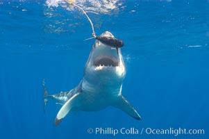 A great white shark lunges to chomp a piece of bait hanging amid the clear waters of Isla Guadalupe, far offshore of the Pacific Coast of Baja California.  Guadalupe Island is host to a concentration of large great white sharks, which visit the island to feed on pinnipeds and tuna, Carcharodon carcharias, Guadalupe Island (Isla Guadalupe)