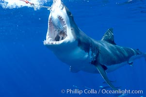 A great white shark lunges to chomp a piece of bait hanging amid the clear waters of Isla Guadalupe, far offshore of the Pacific Coast of Baja California.  Guadalupe Island is host to a concentration of large great white sharks, which visit the island to feed on pinnipeds and tuna, Carcharodon carcharias, Guadalupe Island (Isla Guadalupe)