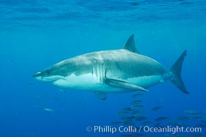 A great white shark underwater.  A large great white shark cruises the clear oceanic waters of Guadalupe Island (Isla Guadalupe), Carcharodon carcharias