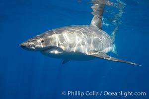 A great white shark is countershaded, with a dark gray dorsal color and light gray to white underside, making it more difficult for the shark's prey to see it as approaches from above or below in the water column.  The particular undulations of the countershading line along its side, where gray meets white, is unique to each shark and helps researchers to identify individual sharks in capture-recapture studies. Guadalupe Island is host to a relatively large population of great white sharks who, through a history of video and photographs showing their  countershading lines, are the subject of an ongoing study of shark behaviour, migration and population size, Carcharodon carcharias, Guadalupe Island (Isla Guadalupe)