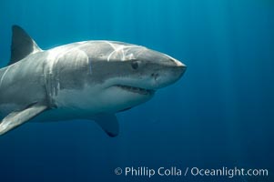 A great white shark swims toward the photographer.  Perhaps the shark is considering him as possible prey?  The photographer, a "shark diver" is safely situated in a sturdy metal cage.  The best  location in the world to "shark dive" to view great white sharks is Mexico's Guadalupe Island, Carcharodon carcharias, Guadalupe Island (Isla Guadalupe)