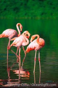 Greater flamingo, Phoenicopterus ruber, Floreana Island