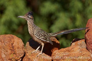 Greater roadrunner, Geococcyx californianus, Amado, Arizona