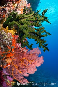 Green fan coral and sea fan gorgonians on pristine reef, both extending polyps into ocean currents to capture passing plankton, Fiji, Gorgonacea, Tubastrea micrantha, Vatu I Ra Passage, Bligh Waters, Viti Levu  Island