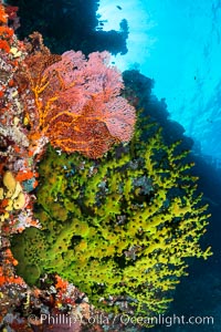 Green fan coral and sea fan gorgonians on pristine reef, both extending polyps into ocean currents to capture passing plankton, Fiji, Gorgonacea, Tubastrea micrantha, Vatu I Ra Passage, Bligh Waters, Viti Levu  Island