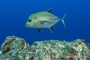 Green Jack, Socorro Island, Mexico, San Benedicto Island (Islas Revillagigedos)