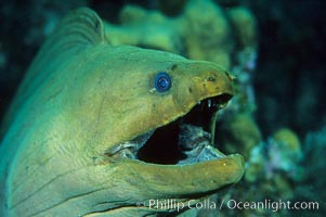Green moray eel, Roatan