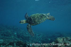 Green sea turtle, West Maui, Chelonia mydas