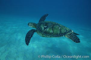 Green sea turtle, West Maui, Chelonia mydas