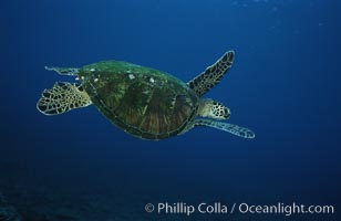 Green sea turtle, West Maui, Chelonia mydas