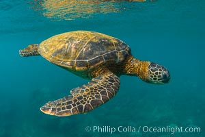 Green sea turtle Chelonia mydas, West Maui, Hawaii, Chelonia mydas