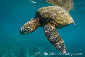 Green sea turtle Chelonia mydas, West Maui, Hawaii, Chelonia mydas