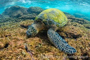 Green sea turtle foraging for algae on coral reef, Chelonia mydas, West Maui, Hawaii, Chelonia mydas