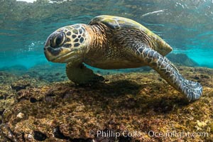 Green sea turtle foraging for algae on coral reef, Chelonia mydas, West Maui, Hawaii, Chelonia mydas